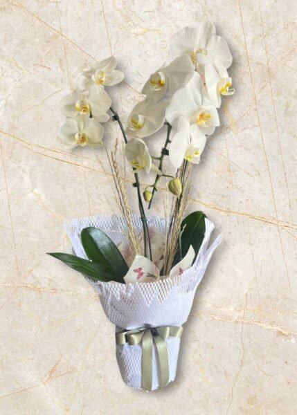 Orquídea Branca Duas Hastes Dia das mães.