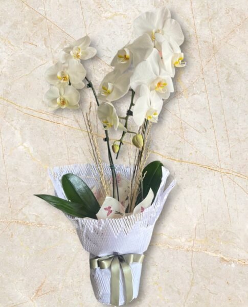 Orquídeas Brancas de Duas hastes