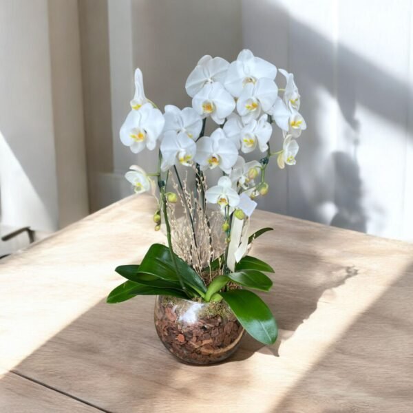 Orquídea Branca três lindas hastes no Aquário de vidro