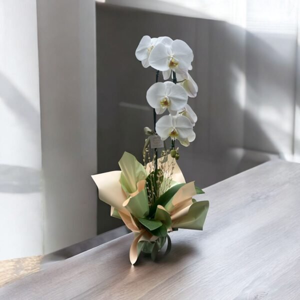 Orquídeas Brancas uma haste