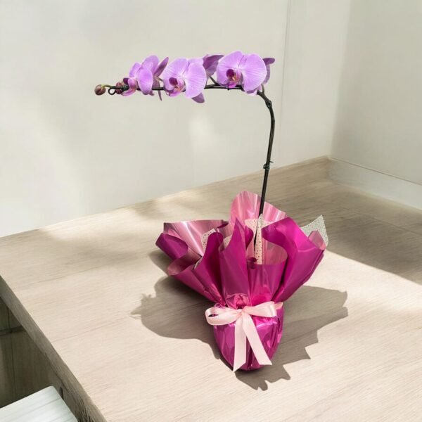 Orquídea  Phalaenopsis Lilás Claro