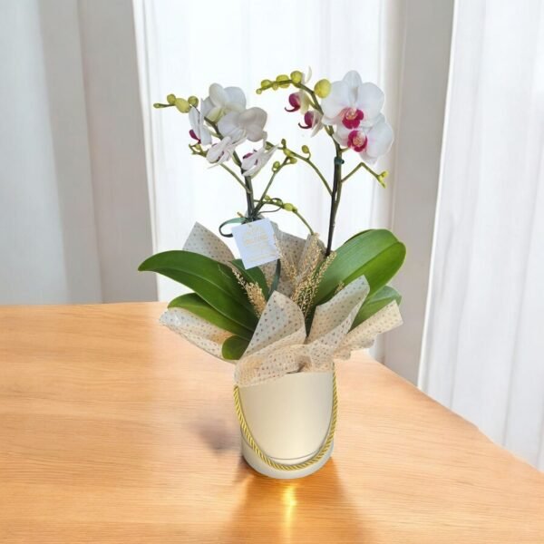 Orquídea Branca com Miolo Lilás