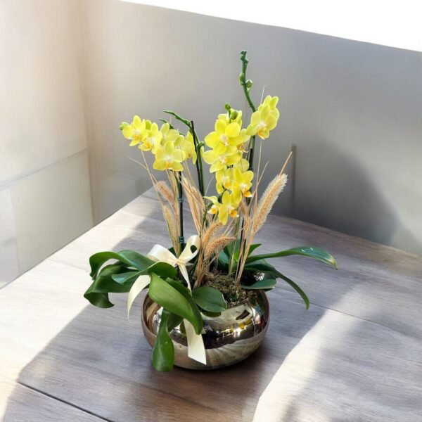 Orquídea Vaso de Vidro Três hastes