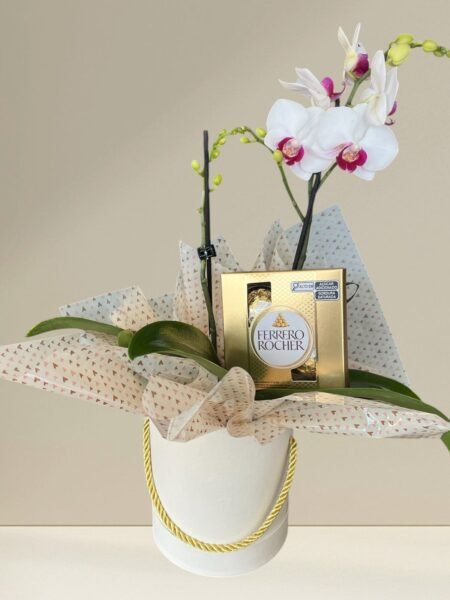 Orquídea com Chocolate