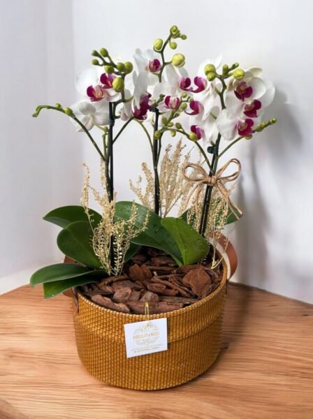 Cachepô Luxo Orquídeas Três Hastes - Image 2