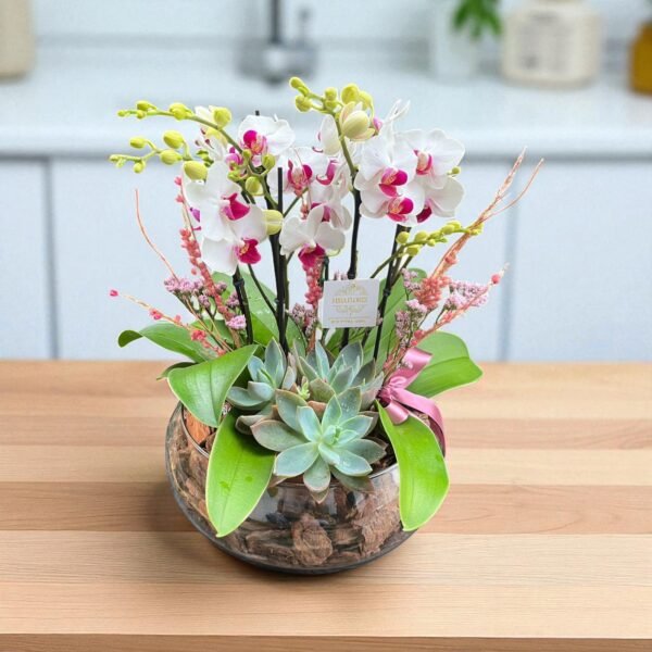 Orquídea Três Hastes e Suculenta no aquário!