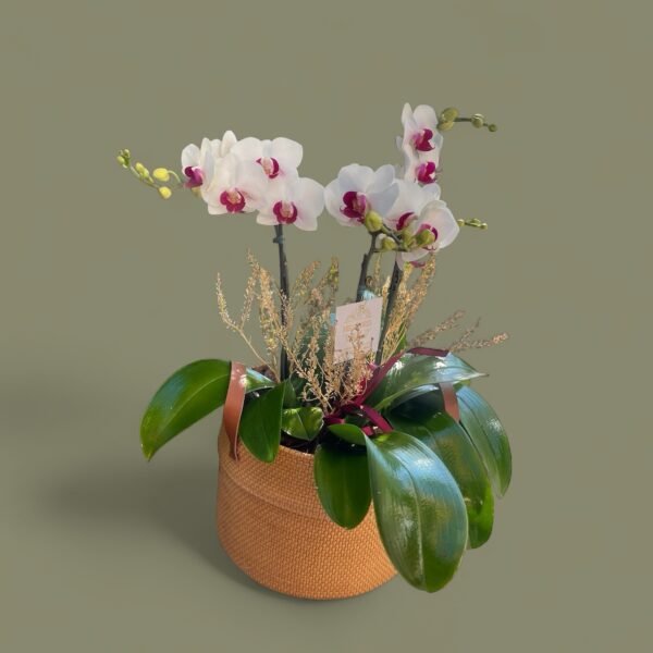 Cachepô Luxo Orquídeas Três Hastes