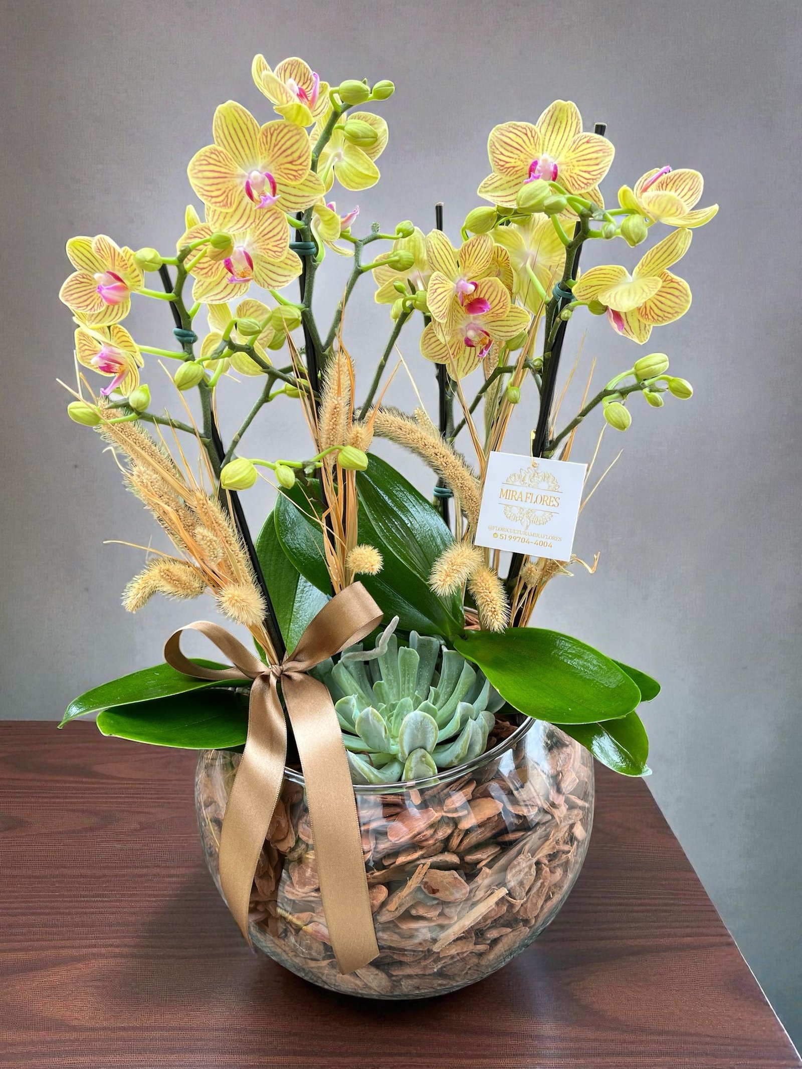 Orquídea Quatro Hastes e Suculenta no aquário!