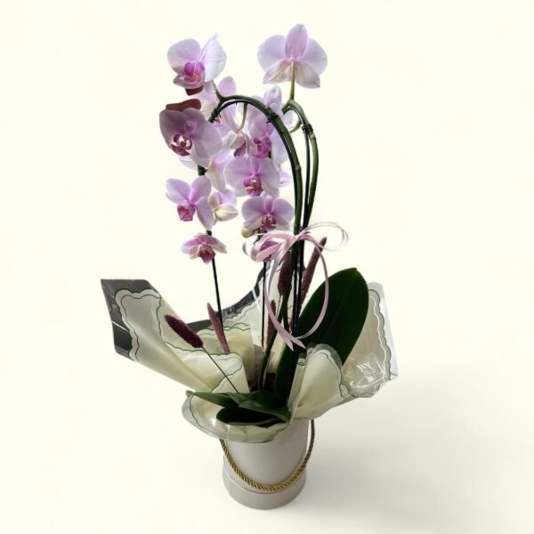 Orquídea Boas Vindas.