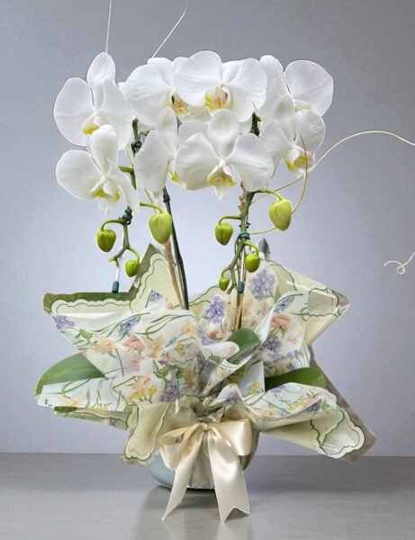 Orquídea Duas Hastes Branca