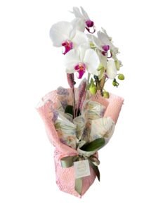 ORQUÍDEA COM MIOLO MARSALLA