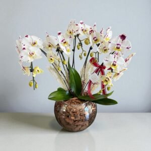 Orquídea Deslumbrante