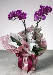 Orquídea Mimo