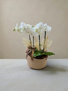 Orquídea Branca em Cachepô Especial
