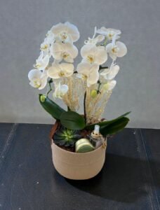 Orquídea Grande e  Aromas