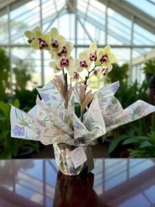 ORQUÍDEA MESCLADA DUAS HASTES