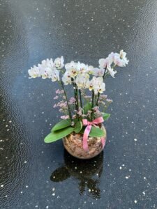 Orquídea Exuberante Mide