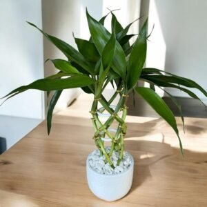 Bamboo da Sorte Cerâmica Redonda