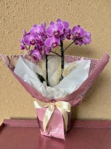 Orquídeas Lilás Embalagem para presente.