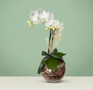 Orquídea Branca Aquário decorada