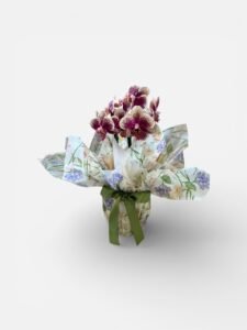 Orquídeas Duas Hastes