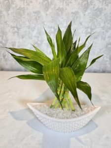 Bamboo Seis Hastes com Vaso Canoa