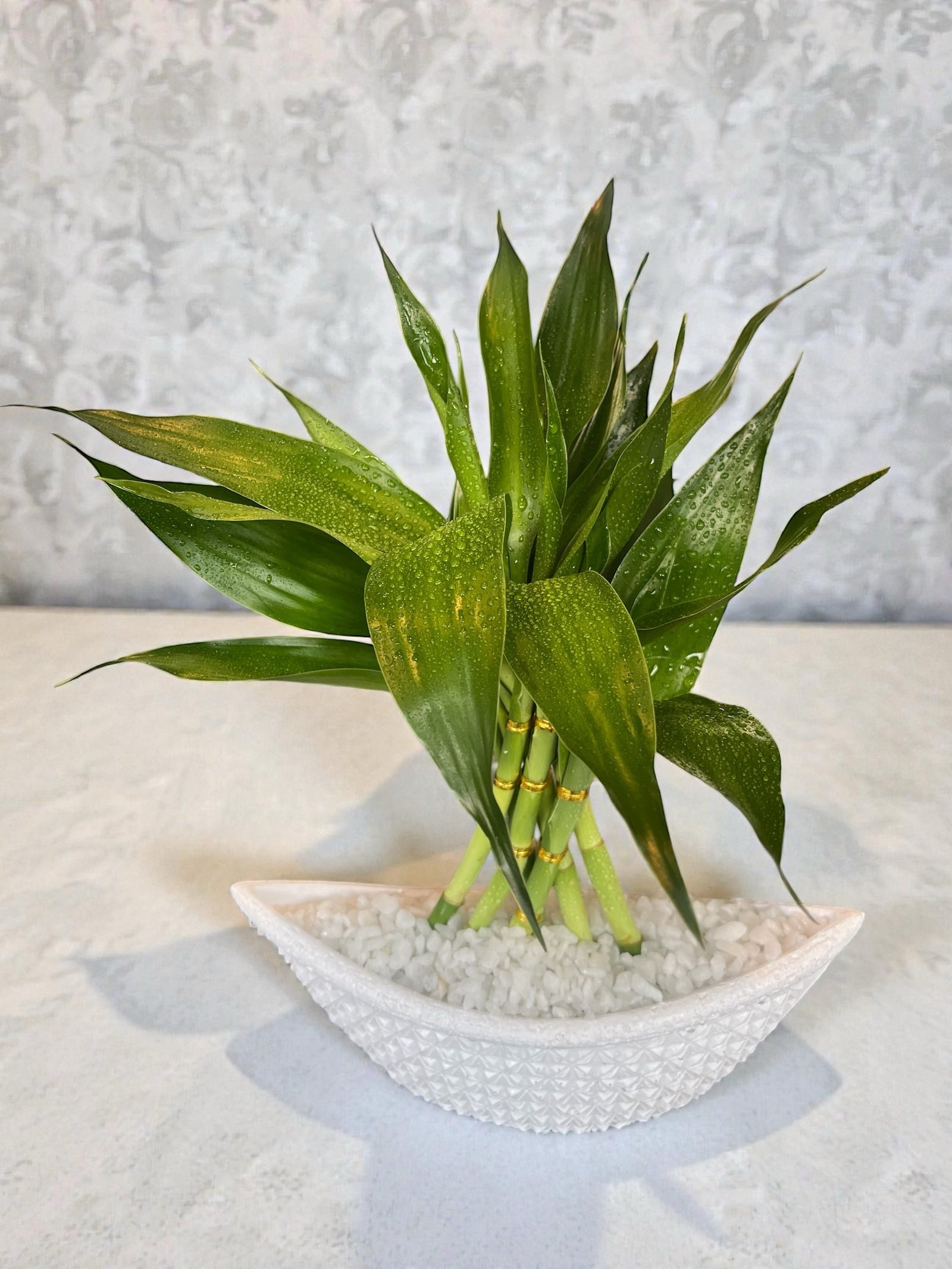 Bamboo Seis Hastes com Vaso Canoa