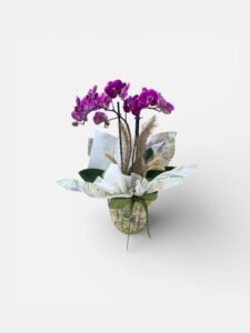 Orquídeas Duas Hastes