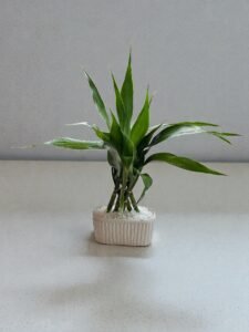 Bambu da Sorte (Dracena)