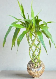 Bambu da Sorte no Vidro Grande 60 cm