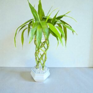 Bambu Da Sorte na Cerâmica Grande 60 cm