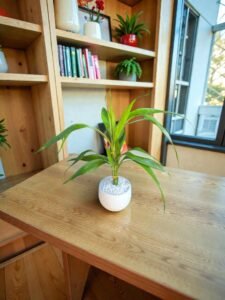 Bambu da Sorte (Dracena).