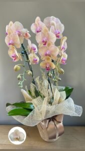 Orquídea Phalaenopsis Grande