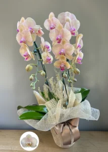 Orquídea Phalaenopsis Grande