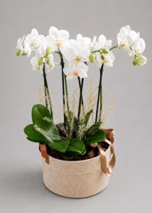 Orquídea Rústica Branca