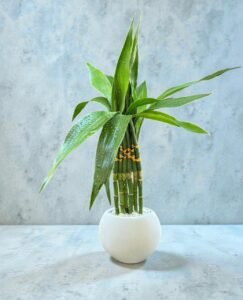 Bambu de Seis Hastes Redondo