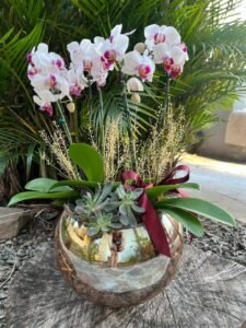 Orquídea Branca no Aquário