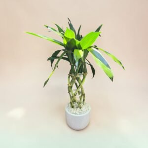 Bambu da Sorte na Cerâmica.