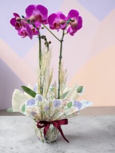 Orquídea Plalaenopsis Grande