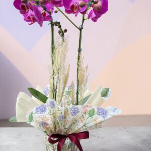 Orquídea Plalaenopsis Grande