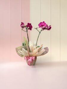 Orquídea Plalaenopsis Grande