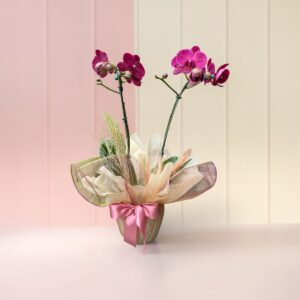 Orquídea Plalaenopsis Grande