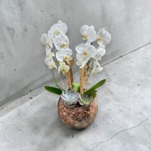 Orquídea Branca no Aquário grande