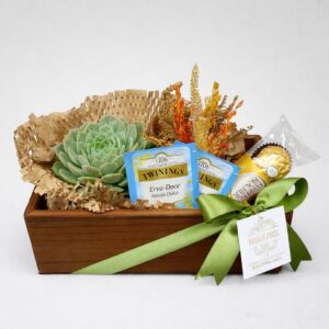 Wood Suculenta e Ferrero Rocher