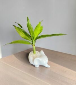 Bamboo da sorte na cerâmica de elefante