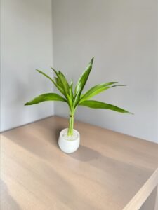 Mini Bamboo da Sorte