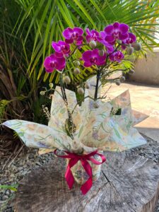 Orquídea Pink 2 hastes