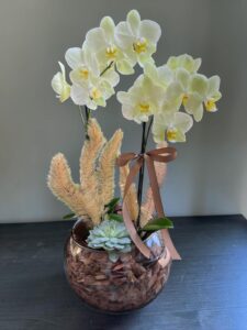 Orquídea Amarela no aquário