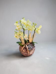 Orquídea Amarela no Aquário 5 Hastes