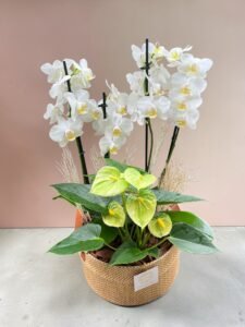 Orquídea Rústica Branca